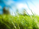 Зеленая трава 10 мл, отдушка косметическая, Англия 