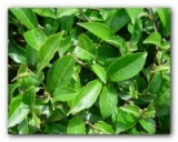 Зеленый чай 10 мл, отдушка косметическая, Англия 