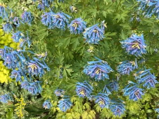  . (Corydalis Craigton Blue). 