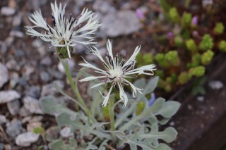  (Centaurea pindicola)